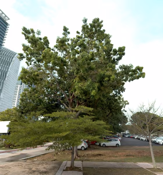 tree photo
