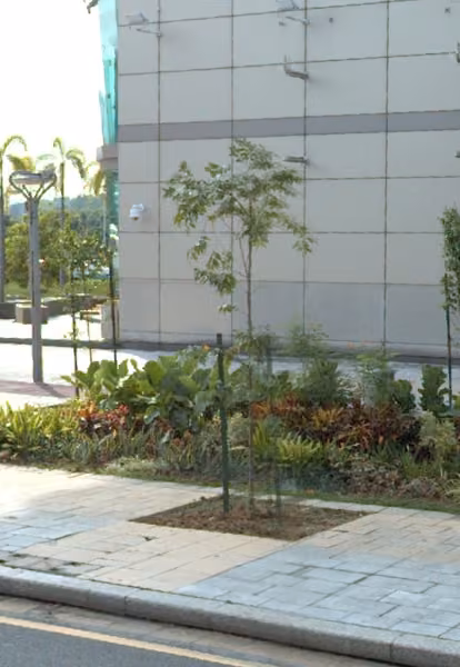 tree photo