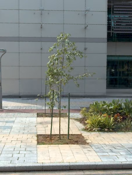 tree photo