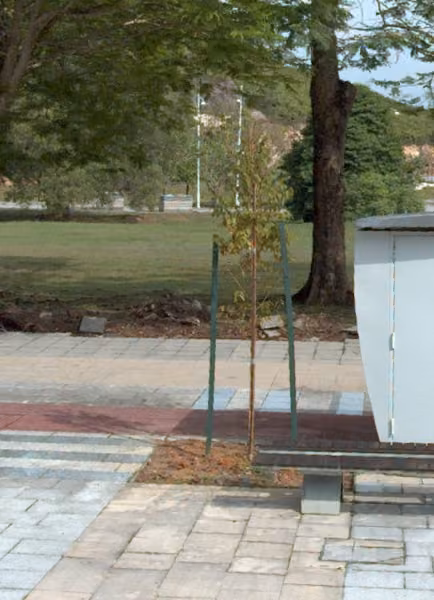 tree photo