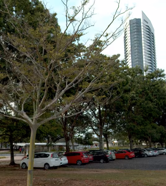 tree photo
