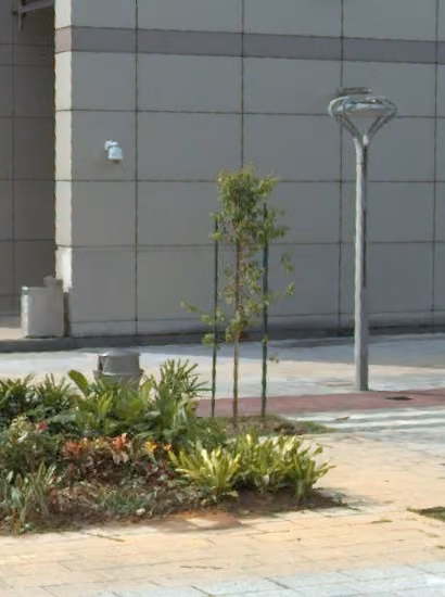 tree photo