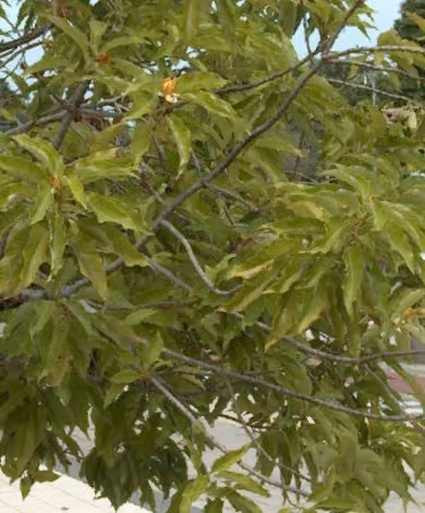 tree photo