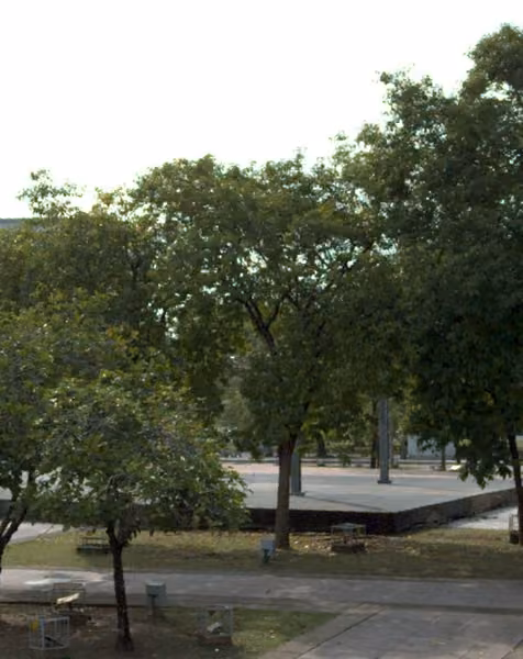 tree photo