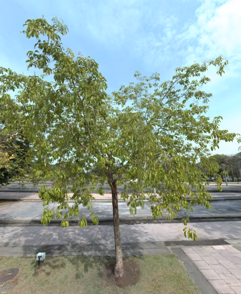 tree photo