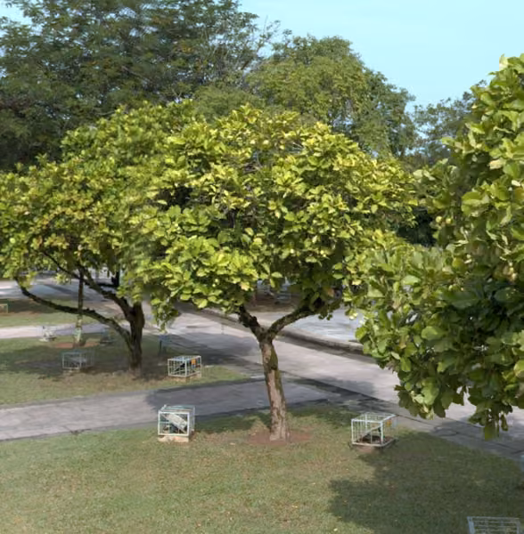 tree photo