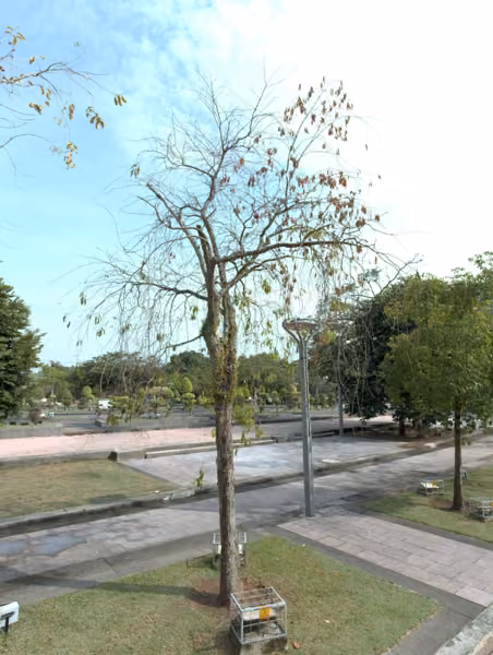 tree photo