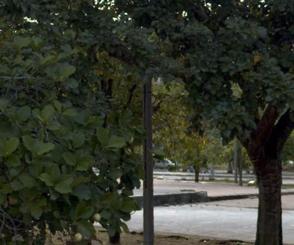 tree photo