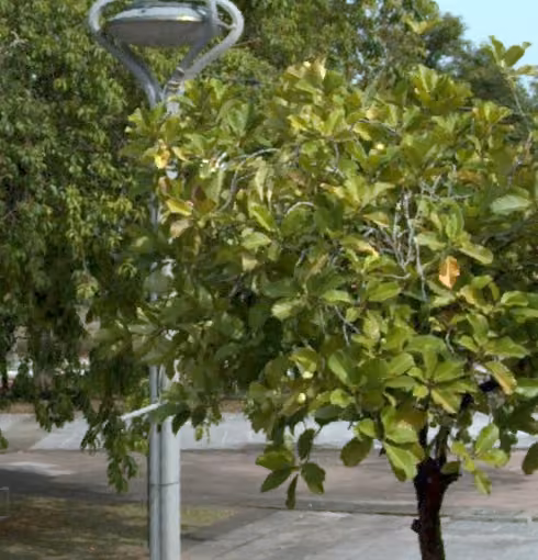 tree photo