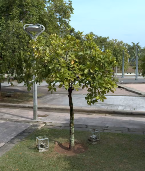 tree photo