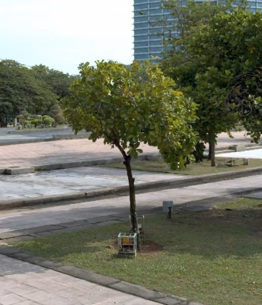 tree photo