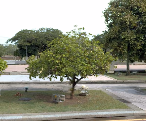 tree photo