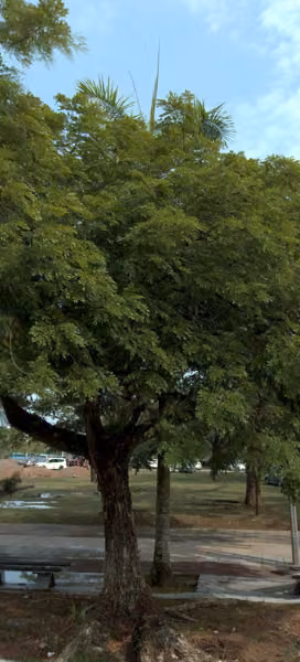 tree photo