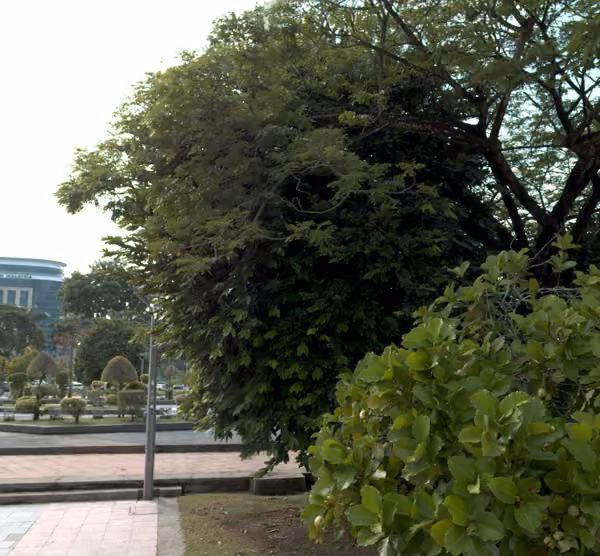 tree photo