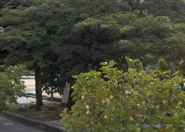 tree photo