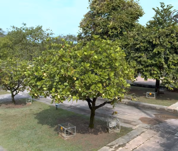 tree photo