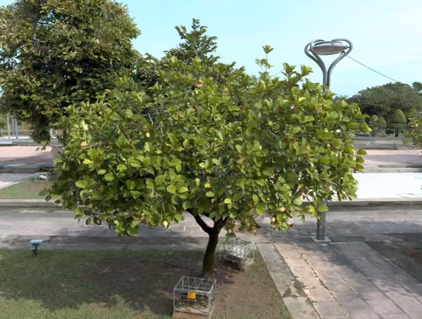 tree photo