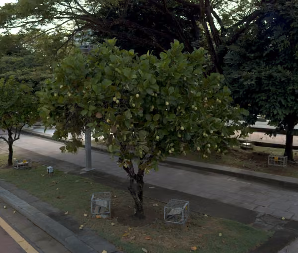 tree photo
