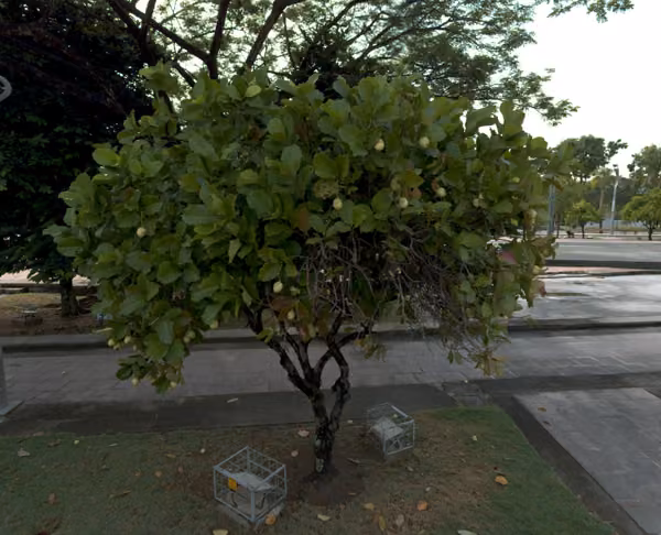 tree photo