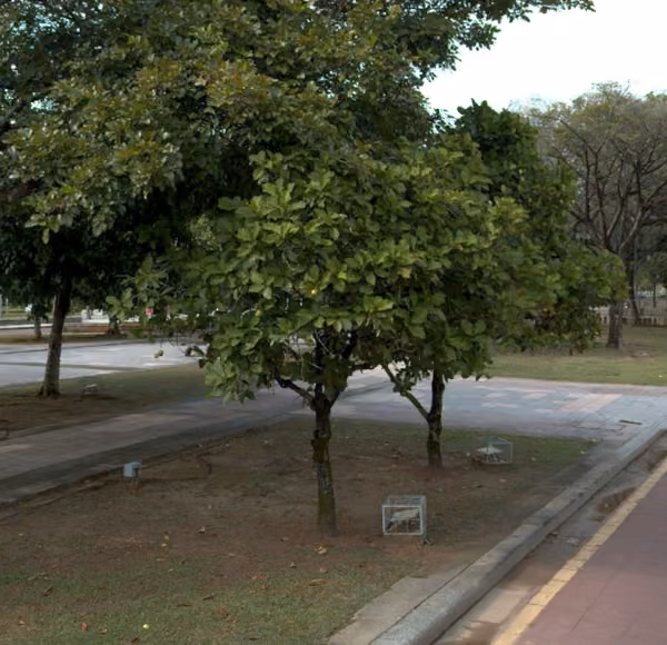 tree photo