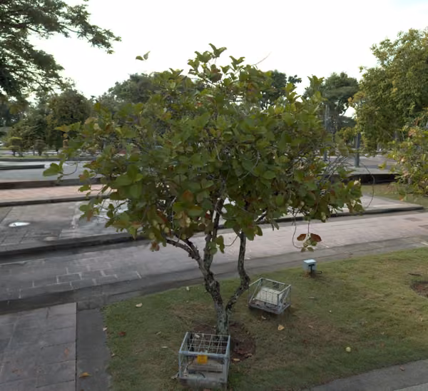 tree photo