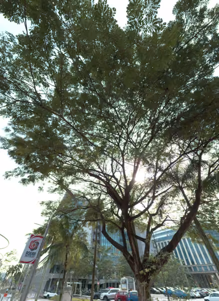 tree photo