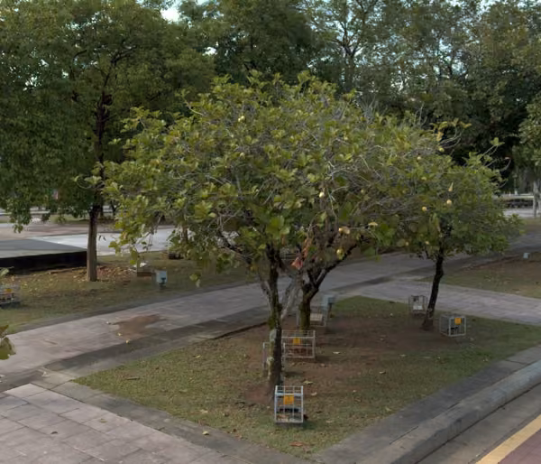 tree photo