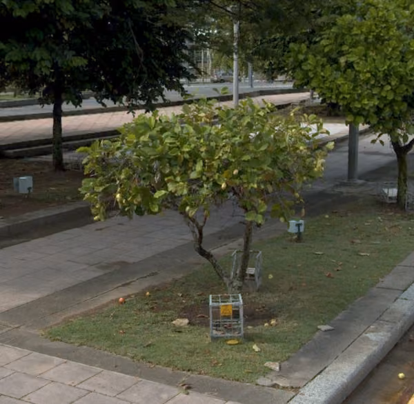 tree photo