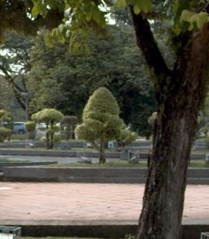 tree photo