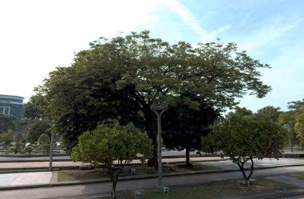 tree photo