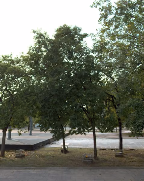tree photo