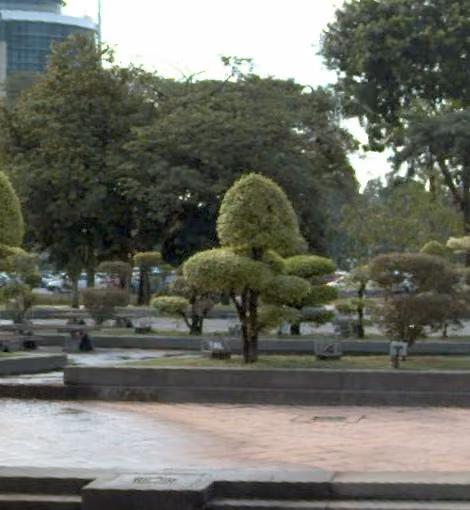 tree photo