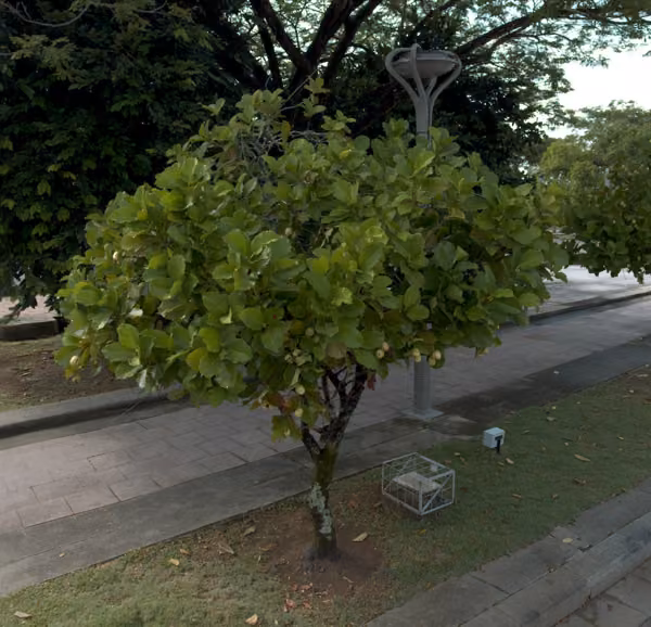 tree photo