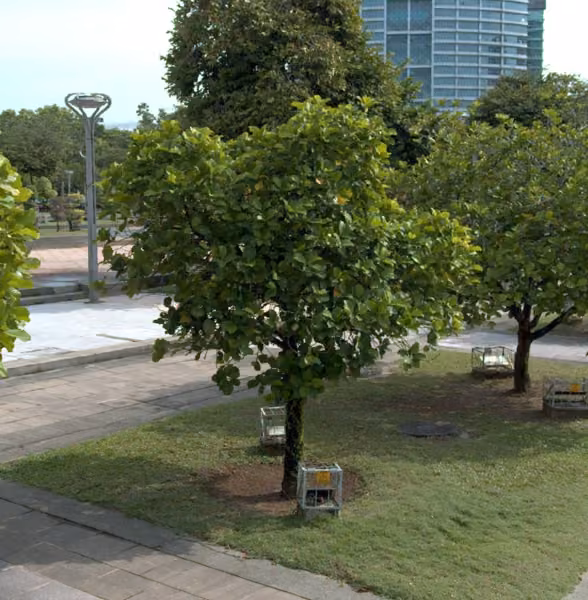 tree photo