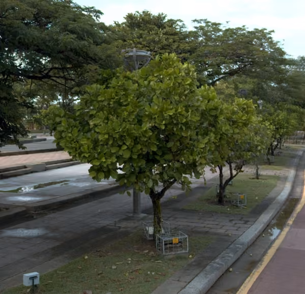tree photo