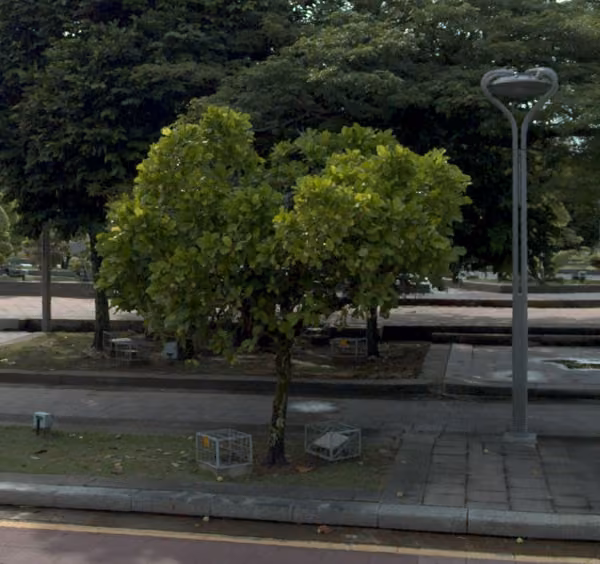 tree photo