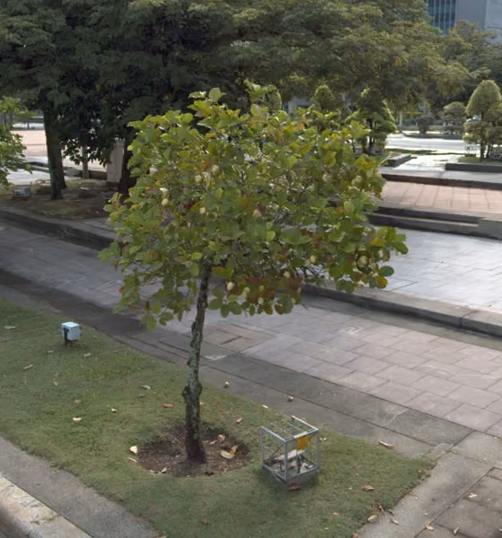 tree photo