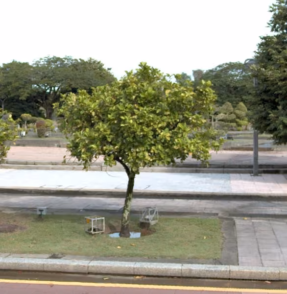 tree photo
