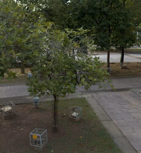 tree photo