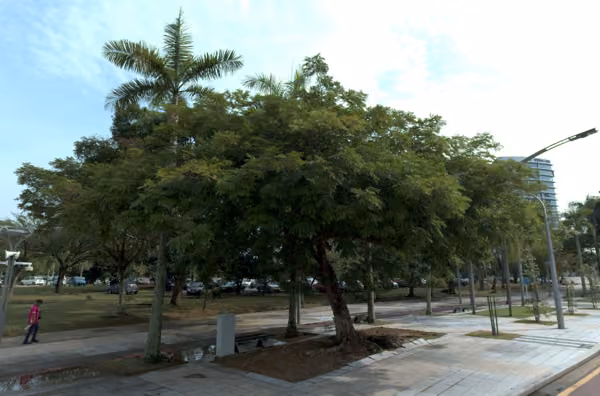 tree photo