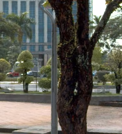 tree photo