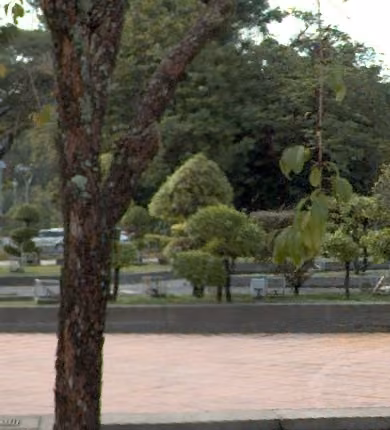 tree photo