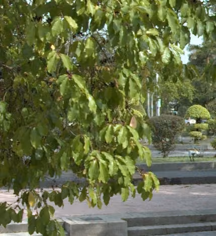 tree photo
