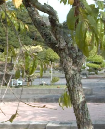 tree photo