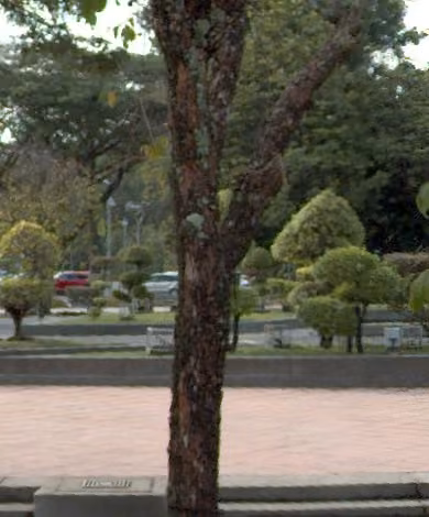 tree photo
