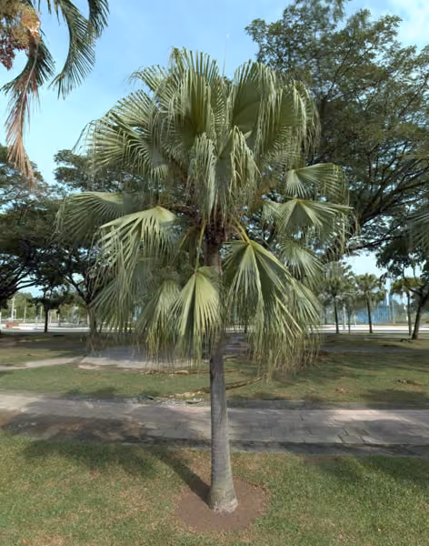 tree photo