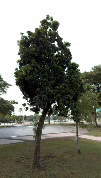 tree photo