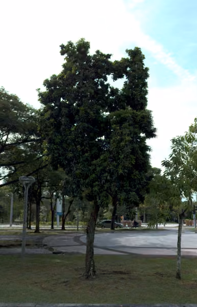 tree photo