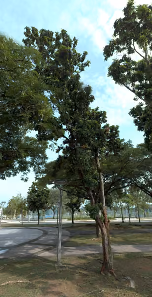 tree photo