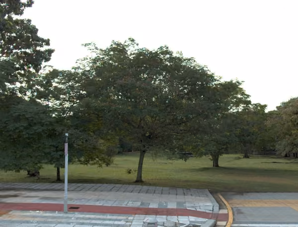 tree photo